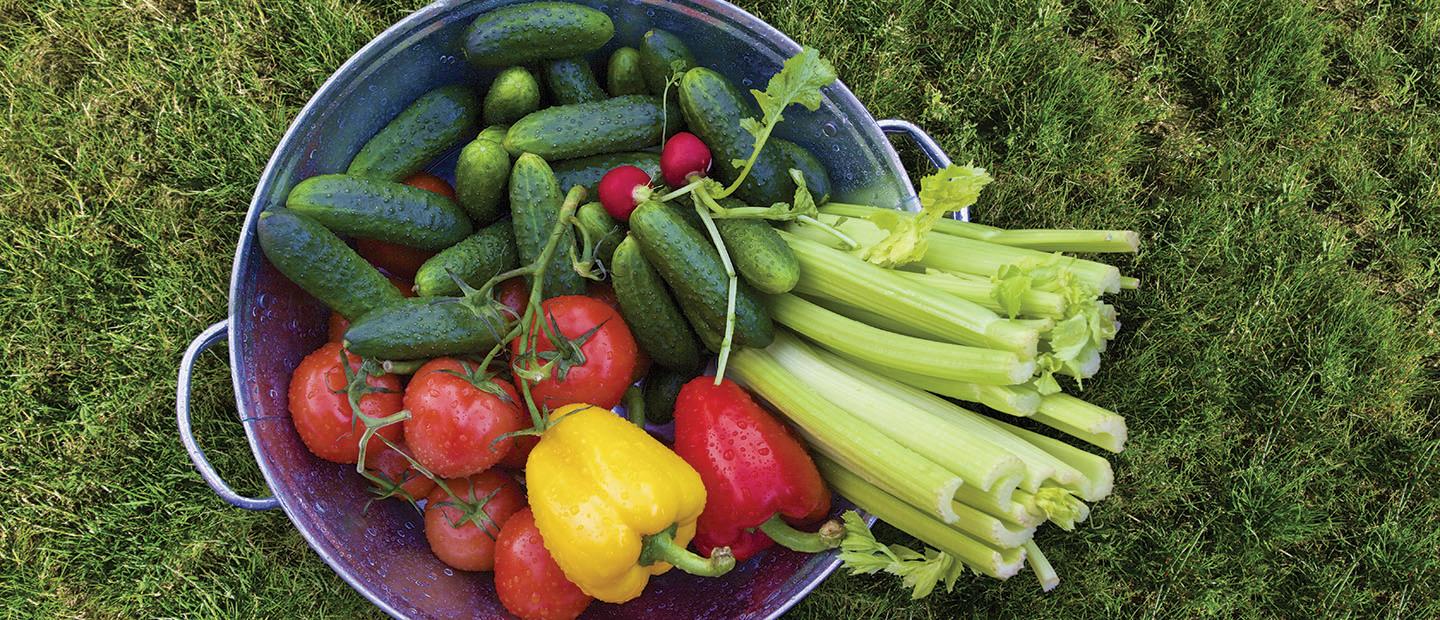 Basket of celery, cucumbers, peppers, radishes and tomatoes